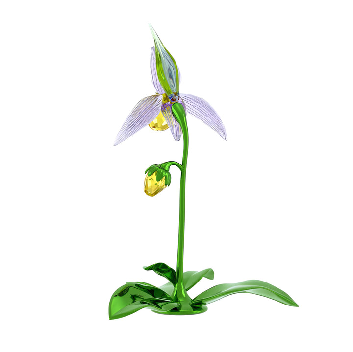 Swarovski Florere Lady Slipper Orchid - View 2 | Wrights Jewellers NZ